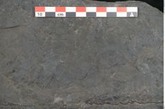 Foto (Detailansicht) von Sigillaria sp. (NHMW-GEO-2024-0188-11242)
